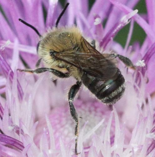 Réf. 324 448 : Osmia sp.